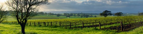 Swan Valley Wine Tours